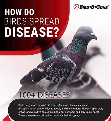 Bird disease risk