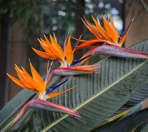 Bird of Paradise Tropical Splendor