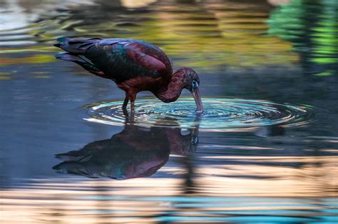 Bird photography techniques
