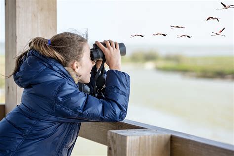 Bird watching education