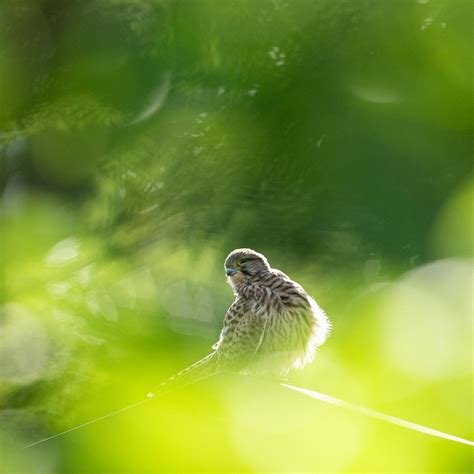 Bird watching in Vienna