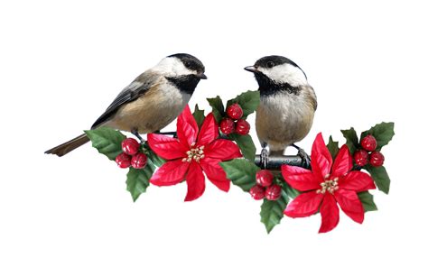 Birds Christmas Background