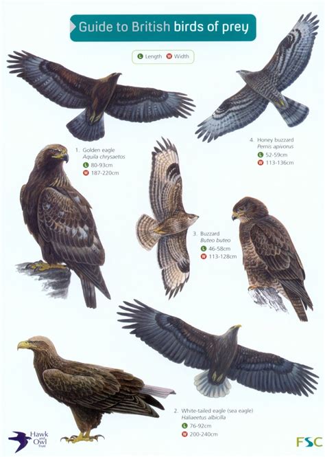 Birds Of Prey Size Chart