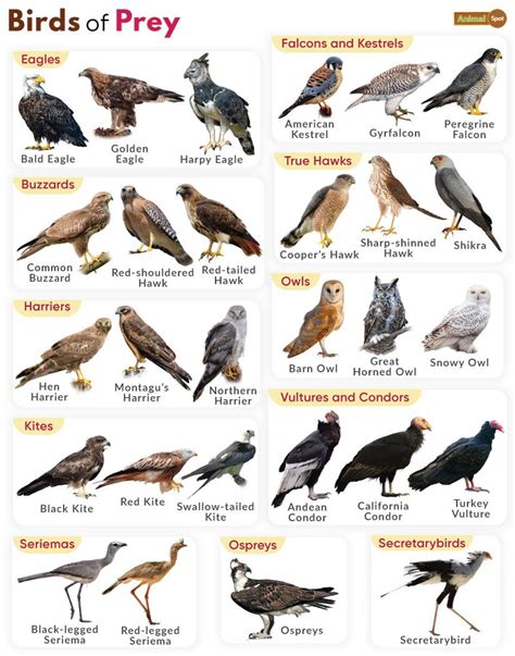 Birds Of Prey With Names