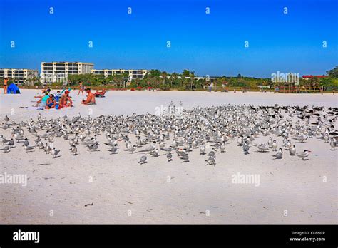 Birds On Siesta Key Beach In October