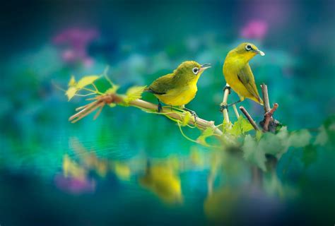 Birds Scenery