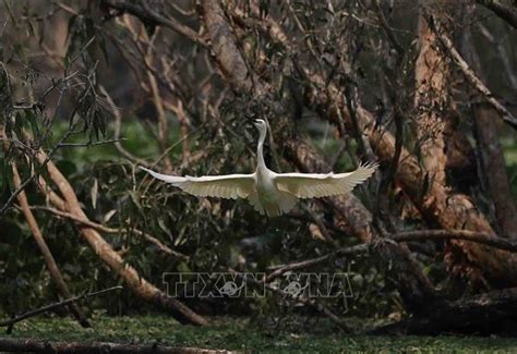 Birds Tra Su Forest