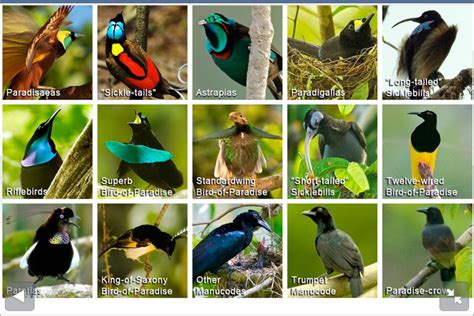 Birds of Paradise diversity