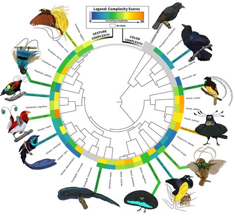 Birds of Paradise evolution
