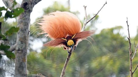 Birds of Paradise plumage