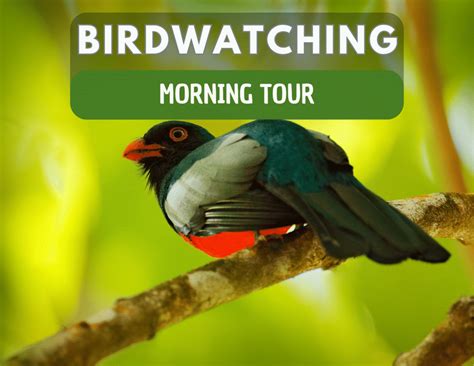 Birdwatching Tour Overview