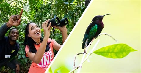 Birdwatching Tour Selection