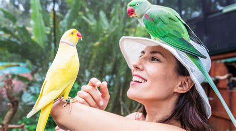 Birdworld Kuranda Aviary