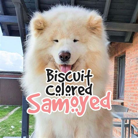 Biscuit Samoyed color Chó golden retriever, Golden retrievers, Chó dễ