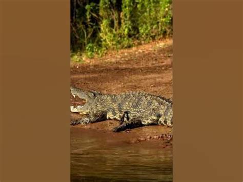 Bizarre Behavior: Gator Plays Dead to Avoid Capture