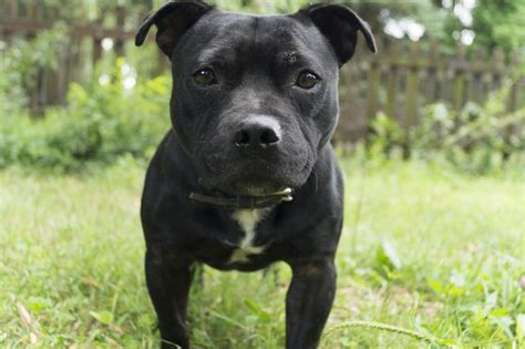 Black American Staffordshire Terrier Pitbull: A Unique And Lovable Breed