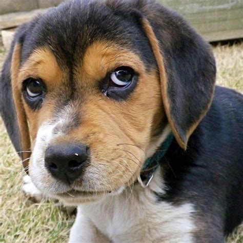 Black And Brown Beagle Puppy: What You Need To Know