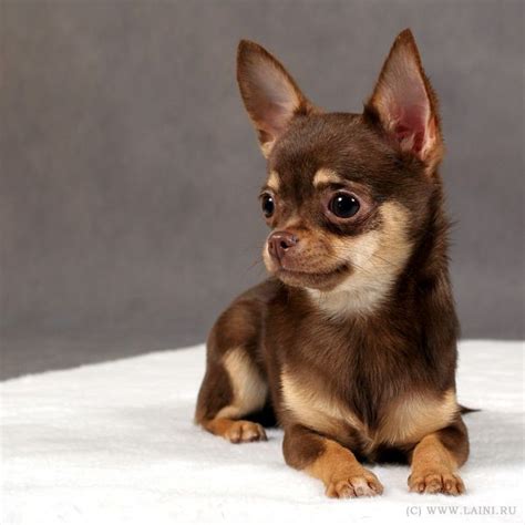 Black And Brown Chihuahua Puppy