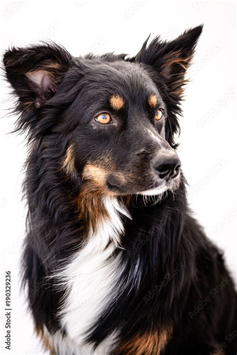 14 Beautiful Australian Shepherd Colors With Pictures!