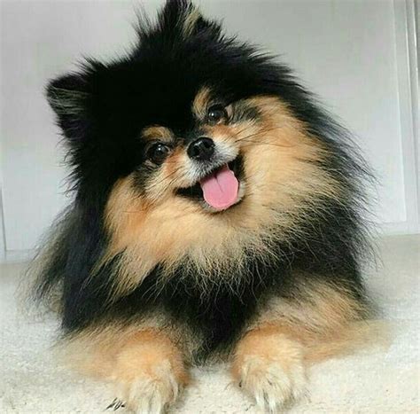 Black And Tan Pomeranian Dog: A Unique And Adorable Breed