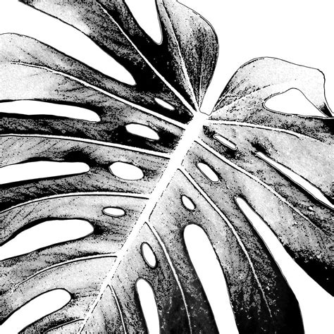 Stunning Black and White Botanical Prints for Modern Decor