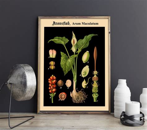 Black Background Botanical Prints
