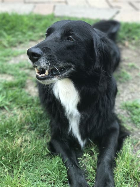 Black Border Collie Golden Retriever Mix: A Loyal And Energetic
Companion