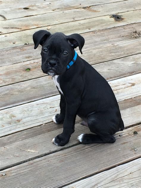 Black Boxer Puppy Pictures: The Cutest Addition To Your Family In 2023