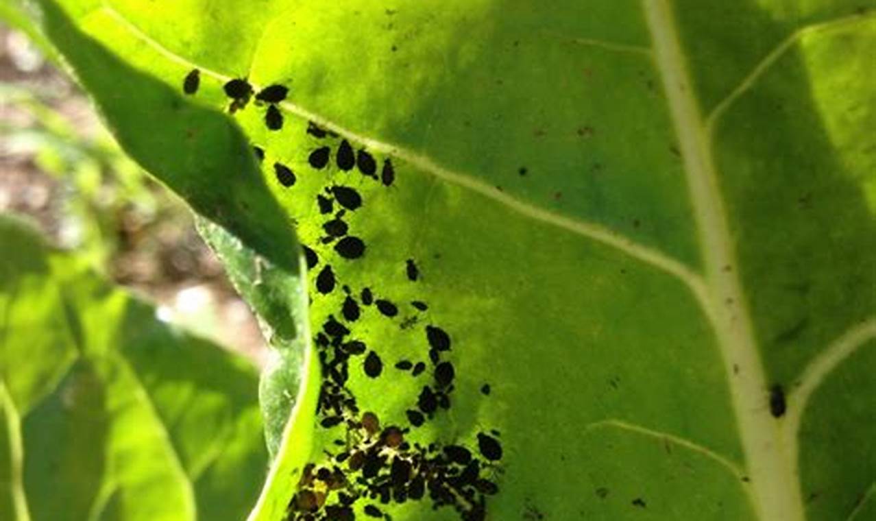Black Bugs On Plants