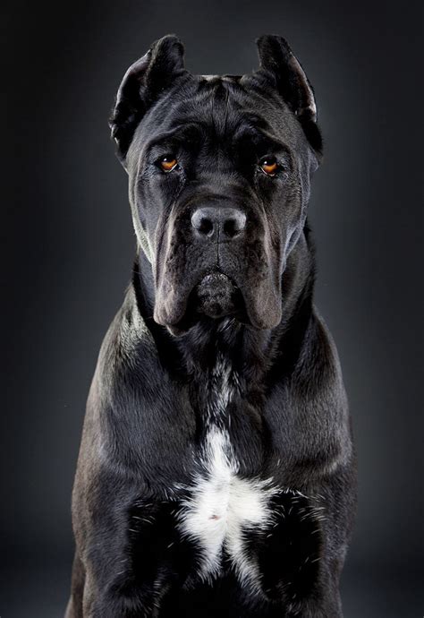 Black Cane Corso Pictures: A Majestic Breed