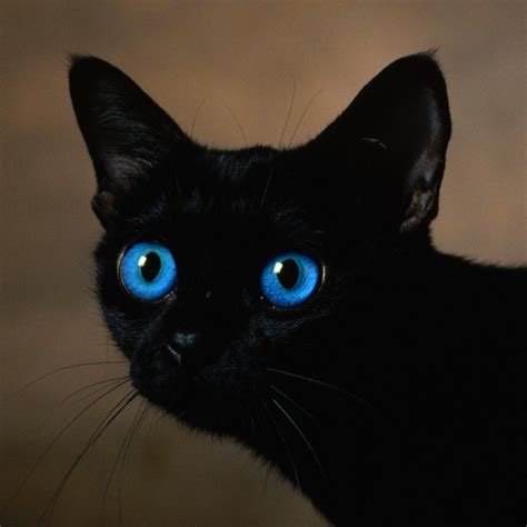 Black Cat with Blue Eyes