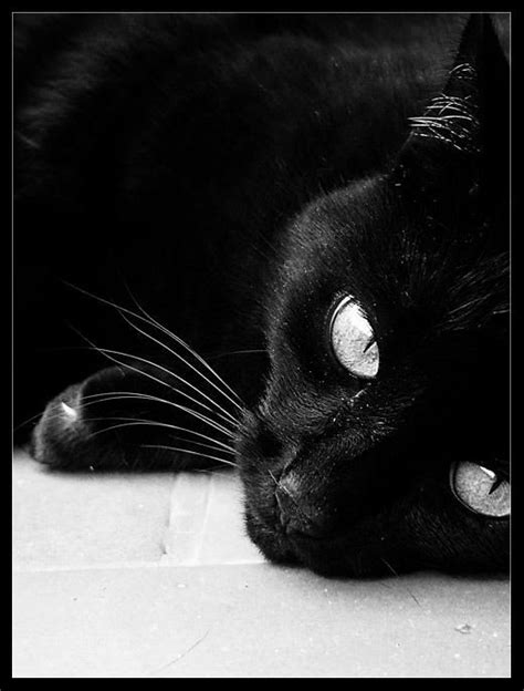 Black Cat with Grey Eyes
