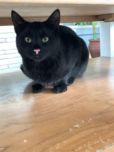 Black Cat with Pink Nose