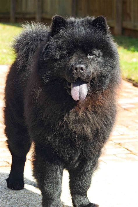 Black Chow Chow Pictures: The Majestic And Unique Breed