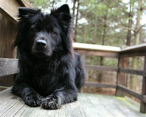 Black Chow Mix Dog: A Unique And Relaxing Companion