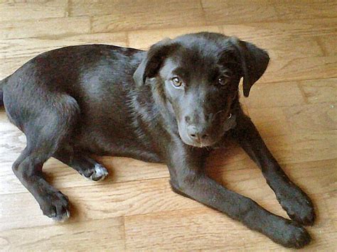 Black Lab Dachshund Mix Puppies: A Unique And Lovable Breed