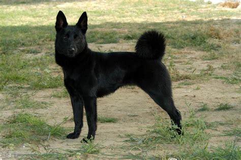 Black Norwegian Elkhound Information, Photos, Characteristics, Names