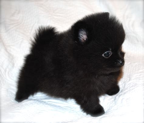 Top Quality Black Female Pomeranian Puppy FOR SALE ADOPTION from