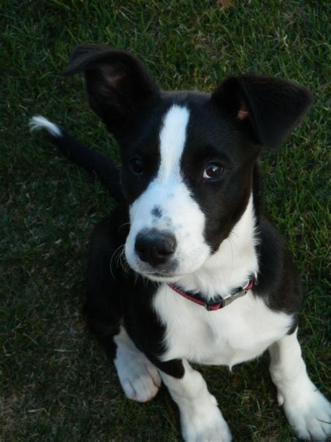Black Short Hair Border Collie Puppy: The Perfect Companion For A
Relaxing Day
