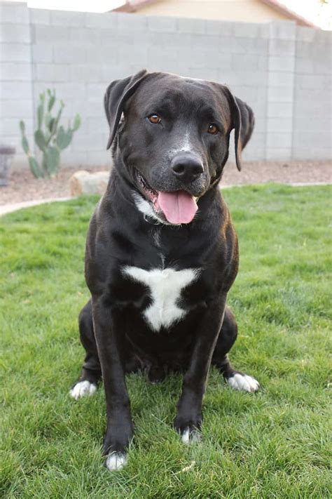 77+ American Bulldog Lab Mix Black l2sanpiero