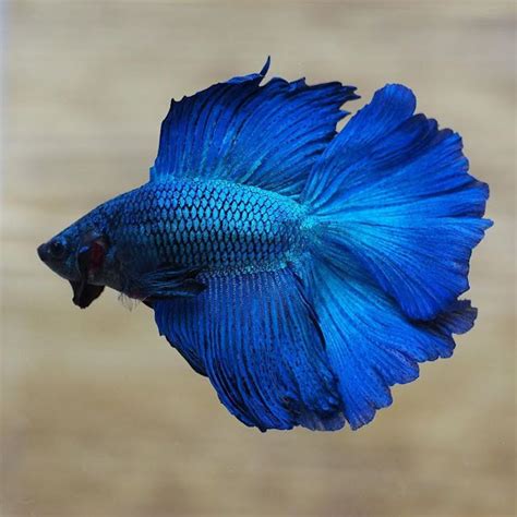 Black And Blue Betta Fish
