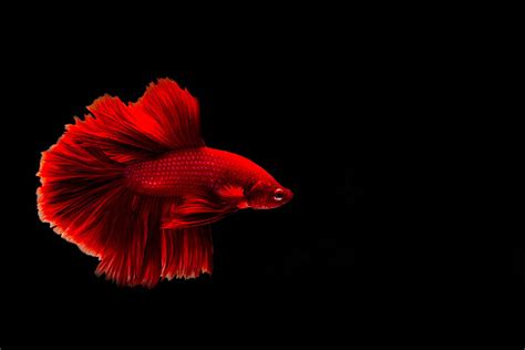 Black And Red Betta Fish
