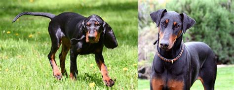 Black And Tan Coonhound Vs Doberman