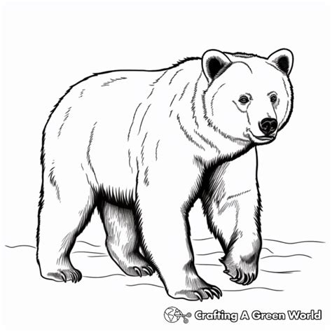 Black Bear Color Page