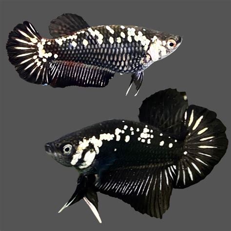 Black Betta Fish For Sale