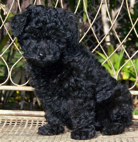 BLACK BICHON FRISE. SO CUTE Bichon, Poochon dog, Bichon frise