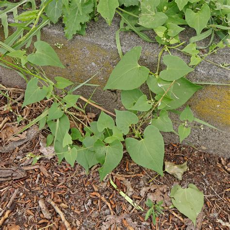 Black Bindweed