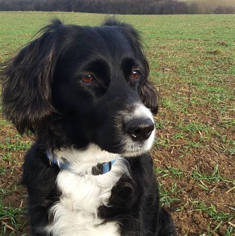 Black Border Collie Cocker Spaniel Mix Felelemes
