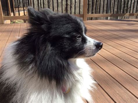 Black Border Collie Pomeranian Mix: A Unique And Lovable Breed