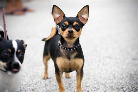 Black Brown Chihuahua Dog: A Unique And Adorable Breed